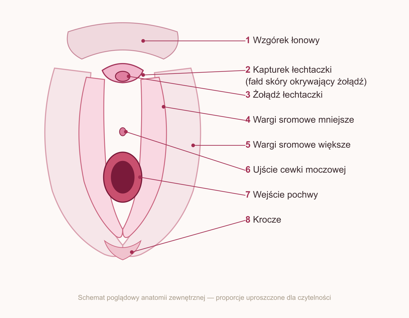 Schemat poglądowy anatomii zewnętrznej kobiety z oznaczeniami: wzgórek łonowy, kapturek łechtaczki, żołądź łechtaczki, wargi sromowe mniejsze i większe, ujście cewki moczowej, wejście pochwy, krocze